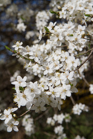 Myrobalan plum tree blooming in early spring with white flowersの写真素材