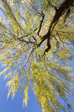 Weeping willow tree in a park seen upwards against a blue skyの写真素材