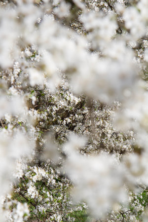 Myrobalan plum tree blooming in early spring with white flowersの写真素材