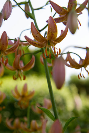 Lily flowers blooming in a garden in close upの写真素材