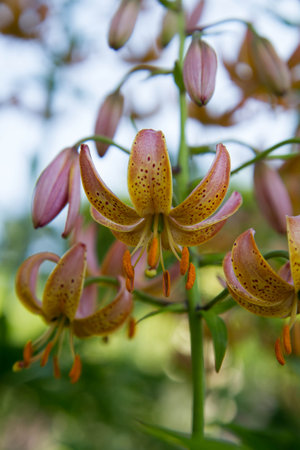 Lily flowers blooming in a garden in close upの写真素材