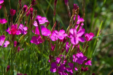 Carnation flowers blooming in springの写真素材