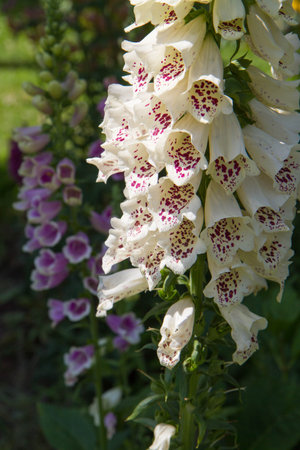 The Foxglove (Digitalis) plant blooming in a gardenの写真素材