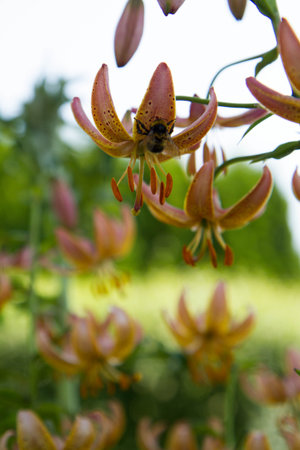 Lily flowers blooming in a garden in close upの写真素材