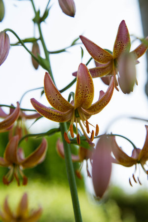 Lily flowers blooming in a garden in close upの写真素材