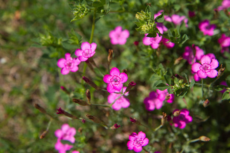 Carnation flowers blooming in springの写真素材