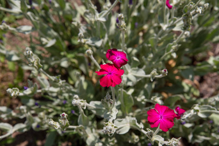 The rose campion (Silene coronaria) plant bloomingの写真素材