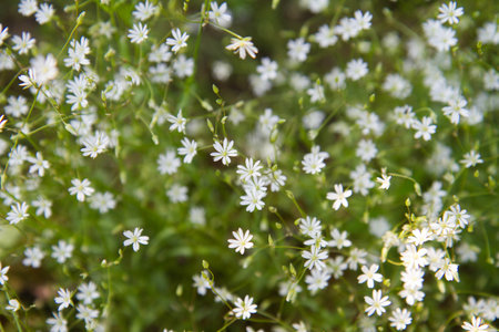 The common starwort (Stellaria graminea) plant bloomingの写真素材