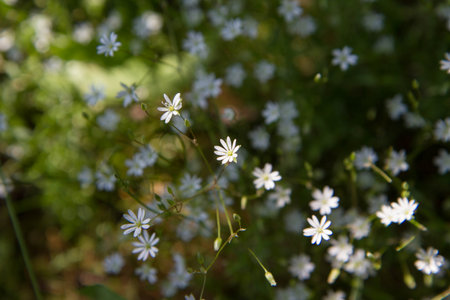 The common starwort (Stellaria graminea) plant bloomingの写真素材