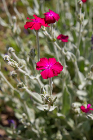 The rose campion (Silene coronaria) plant bloomingの写真素材