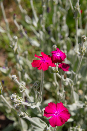 The rose campion (Silene coronaria) plant bloomingの写真素材