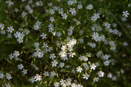 The common starwort (Stellaria graminea) plant bloomingの写真素材
