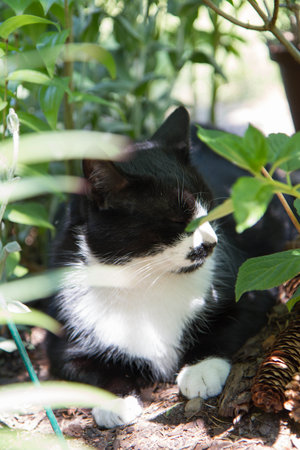 Black and white cat in a garden among plantsの写真素材