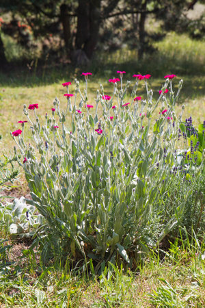 The rose campion (Silene coronaria) plant bloomingの写真素材