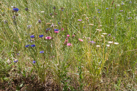 The cornflowers (Centaurea) blooming in a meadowの写真素材