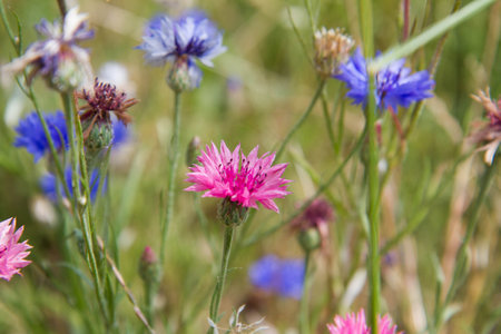 The cornflowers (Centaurea) blooming in a gardenの写真素材