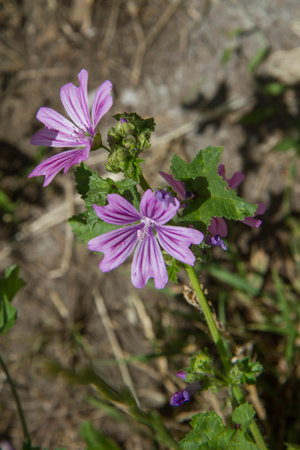 The common mallow (Malva sylvestris) blooming plantの写真素材