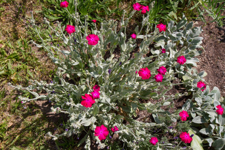 The rose campion (Silene coronaria) plant bloomingの写真素材