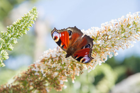 The European Peacock butterfly on buddleja davidii (summer lilac) flowersの写真素材