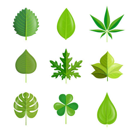 Vector of green leaf set.のイラスト素材