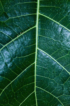 background texture green leaf structure macro photographyの写真素材