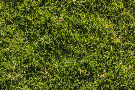 Green Grass for Background Textureの写真素材