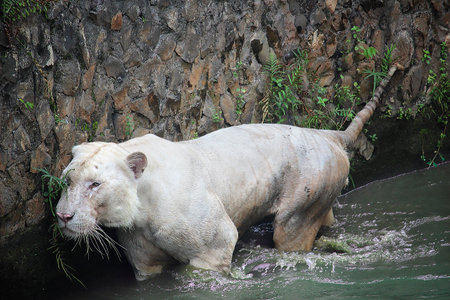 A high-resolution wildlife photograph of a rare white tiger walking through shallow water beside a textured stone wall. The image captures the tigerâs muscular body, pale fur, distinctive whiskers, and natural behavior in its habitat. Ideal for educational materials, wildlife conservation themes, nature publications, zoo-related content, animal documentaries, and environmental awareness projects.の写真素材