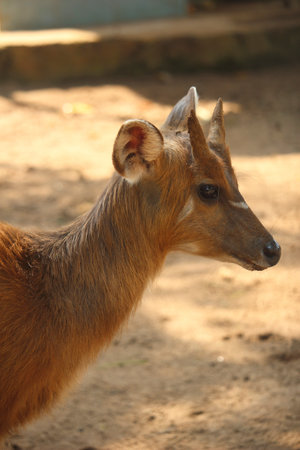 A close-up portrait of a young deer captured in warm natural sunlight. The image highlights the deerâs soft brown fur, alert expression, and delicate facial features. Perfect for wildlife publications, nature blogs, educational materials, animal behavior studies, and stock photography collections focused on forest animals and natural habitats.の写真素材