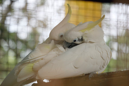 A tender moment between two white cockatoos as they cuddle closely on a branch inside an aviary. Their soft white feathers, expressive crests, and affectionate behavior highlight the bond between these beautiful tropical birds. Perfect for wildlife education, animal behavior studies, zoo-themed content, conservation materials, and nature photography collections.の写真素材