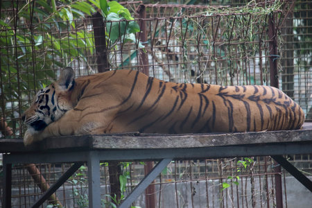 A close-up photo of a tiger resting on a wooden platform inside an enclosure. The tigerâ€™s...
