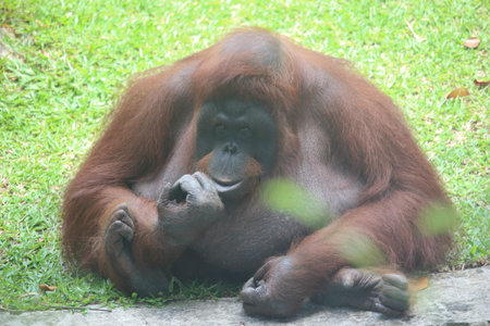A close-up photograph of an orangutan sitting on the ground while eating, showing its expressive...