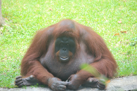 A detailed photograph of an orangutan sitting calmly on a grassy area, showcasing its expressive...