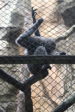 A photograph of a gibbon climbing inside a zoo enclosure, with its long arms stretched upward while...