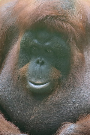 A detailed close-up photograph of an orangutan resting peacefully with expressive eyes and thick reddish-brown fur. The image highlights the orangutanâs facial features, texture of its hair, and natural behavior in its habitat. Ideal for wildlife education, conservation awareness, nature publications, zoological studies, and environmental campaigns focusing on endangered species.の写真素材