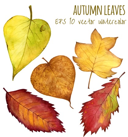 autumn leaves a water color on a white backgroundのイラスト素材