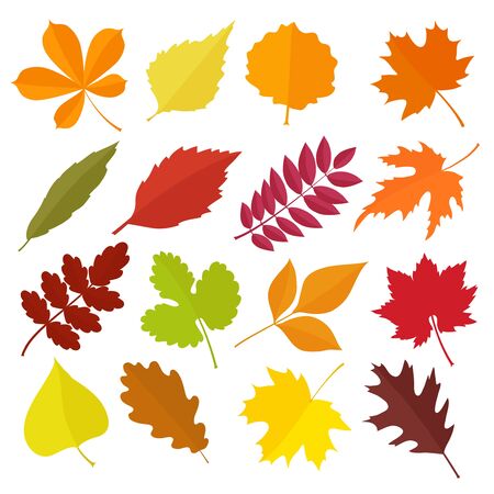 Autumn leaves set, isolated on white background. Cartoon flat style, vector illustration.のイラスト素材