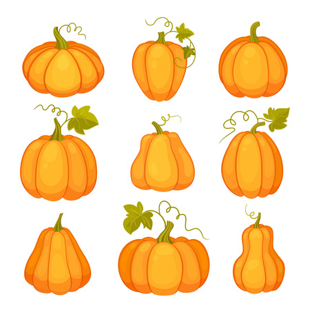 Pumpkins set. Agricultural plant isolated on white background. Orange and yellow pumpkins with leaves and stalks. Cartoon flat style vector illustrationのイラスト素材