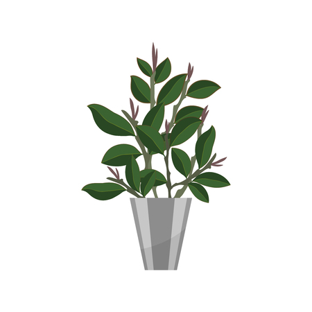 Bonsai. House plant realistic icon for interior decoration . Coniferous plant in flowerpot. vector illustrationのイラスト素材