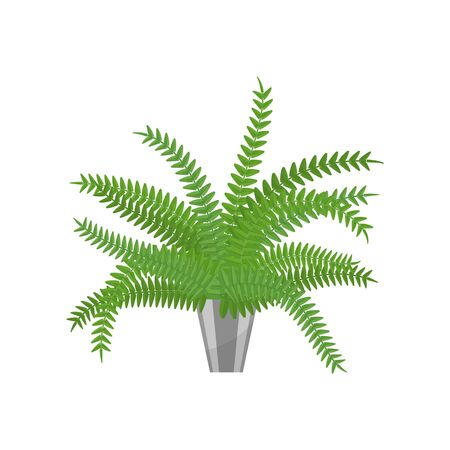 Fern.House plant realistic icon for interior decoration . Coniferous plant in flowerpot. vector illustrationのイラスト素材