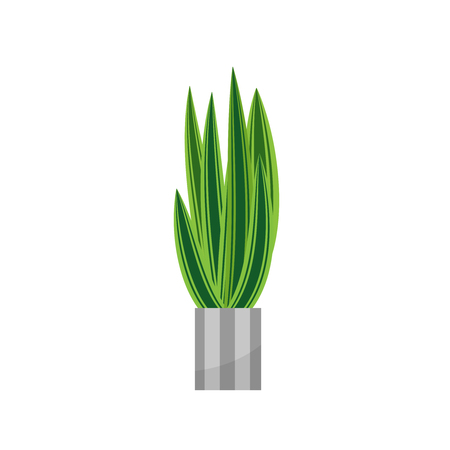 Bonsai. House plant realistic icon for interior decoration . Coniferous plant in flowerpot. vector illustrationのイラスト素材