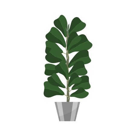 Ficus. Deciduous plant in flowerpot. House plant realistic icon for interior decoration . Coniferous plant in flowerpot. vector illustrationのイラスト素材