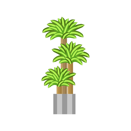 Dragon trees. Deciduous plant in flowerpot. House plant realistic icon for interior decoration . Coniferous plant in flowerpot. vector illustrationのイラスト素材