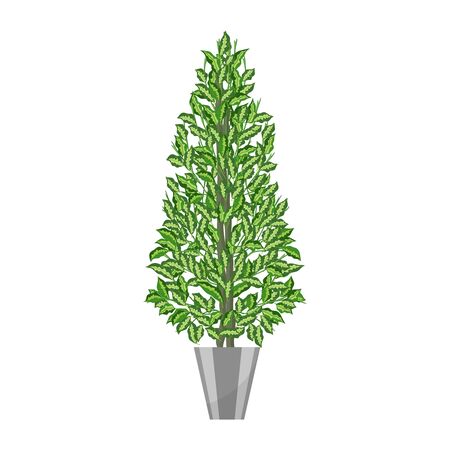 Benjamin ficus. Deciduous plant in flowerpot. House plant realistic icon for interior decoration . Coniferous plant in flowerpot. vector illustrationのイラスト素材