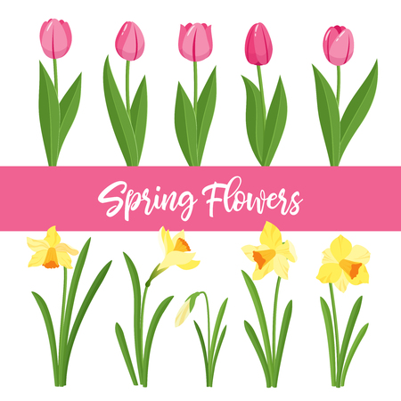 Spring flowers growing in the garden. Tulips and daffodils isolated on white background. Cartoon style vector illustrationのイラスト素材