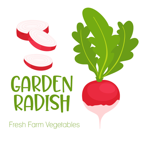 Vector garden radish isolated on white background.Vegetable illustration for farm market menu. Healthy food design poster. Cartoon style vector illustrationのイラスト素材