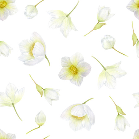 Hellebore. White flowers seamless pattern. Spring, winter flowers watercolor romantic or wedding backgroundの写真素材