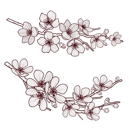 Set of beautiful cherry tree flowers isolated on white background.のイラスト素材