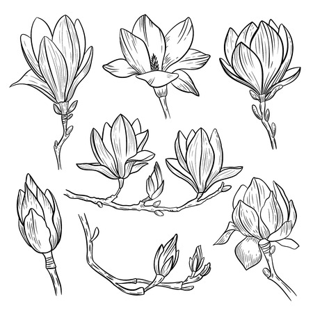 Magnolia flowers. Hand drawn spring blossoming plant elements isolated on white background. Vector illustration.