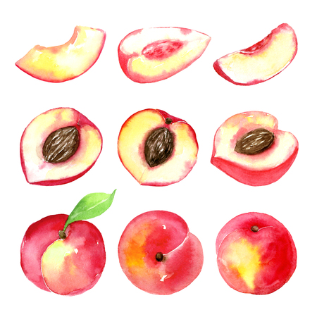 Juicy ripe peaches . Sliced fruits isolated on white background. Summer healthy food drawing.Hand-drawn watercolor illustration.の写真素材