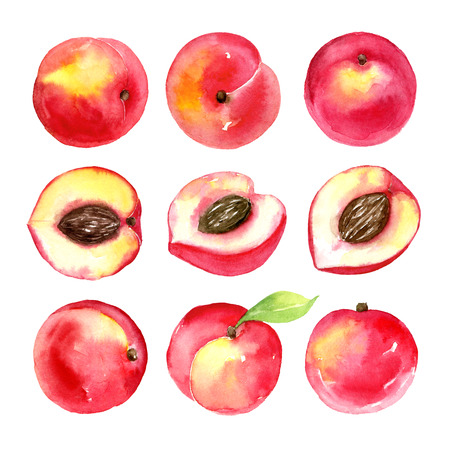 Juicy ripe peaches . Sliced fruits isolated on white background. Summer healthy food drawing.Hand-drawn watercolor illustration.の写真素材